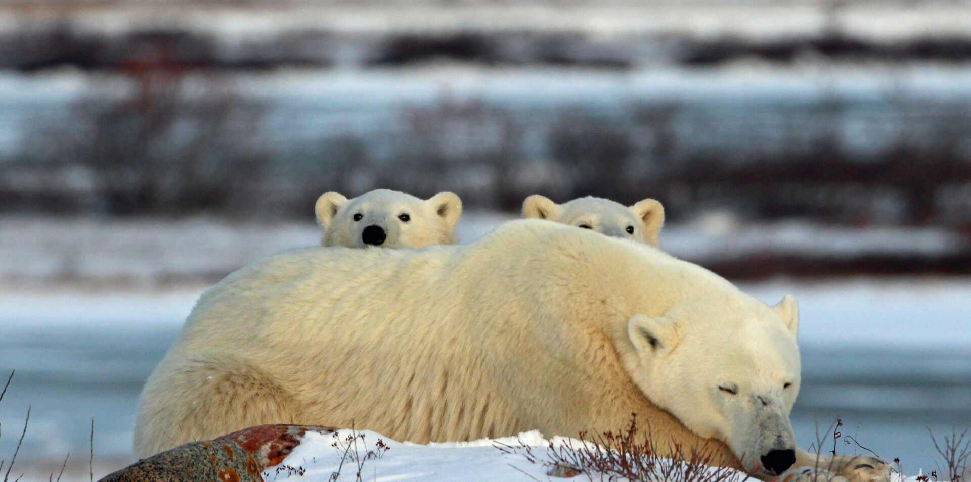 Ultimate Polar Bear Discovery