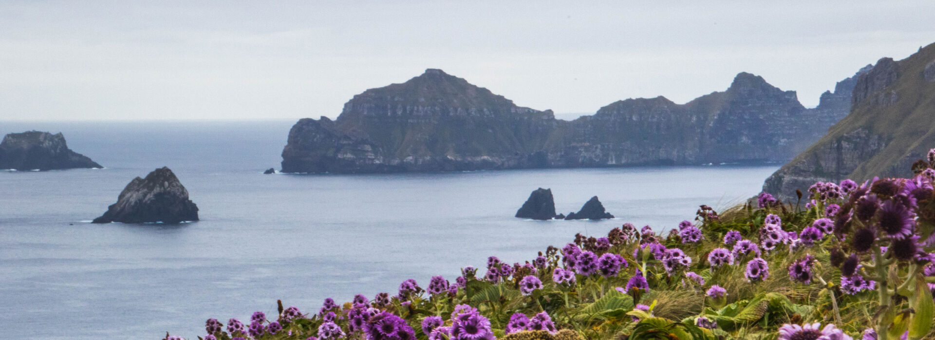 Flowers Campbell Island agent hero0